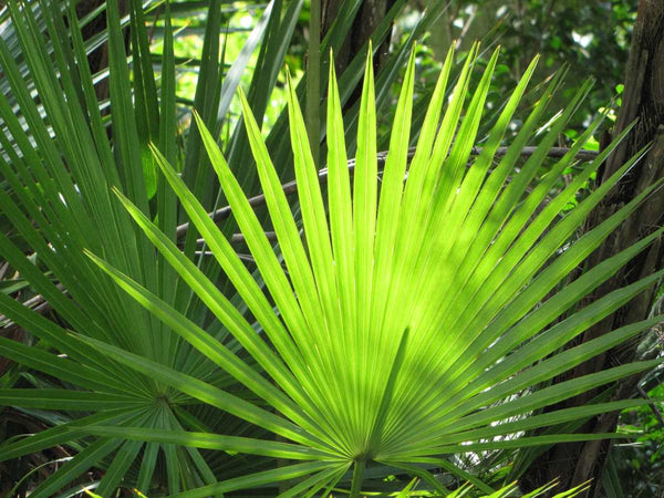 Serenoa Serrulata
